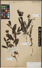 Foto von Salix purpurea L.